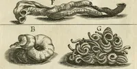 An illustration from Recreatio mentis, et oculi in observatione animalium testaceorum Italico sermone primum proposita ... nunc ... Latine oblata centum additis testaceorum iconibus .. (1684)