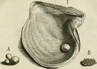 An illustration from Recreatio mentis, et oculi in observatione animalium testaceorum Italico sermone primum proposita ... nunc ... Latine oblata centum additis testaceorum iconibus .. (1684)