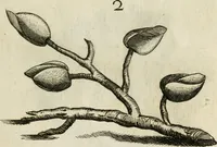 Picture 38 of 366 from Recreatio mentis, et oculi in observatione animalium testaceorum Italico sermone primum proposita ... nunc ... Latine oblata centum additis testaceorum iconibus .. (1684), leaf 331