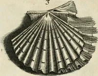 An illustration from Recreatio mentis, et oculi in observatione animalium testaceorum Italico sermone primum proposita ... nunc ... Latine oblata centum additis testaceorum iconibus .. (1684)