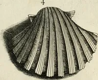 An illustration from Recreatio mentis, et oculi in observatione animalium testaceorum Italico sermone primum proposita ... nunc ... Latine oblata centum additis testaceorum iconibus .. (1684)