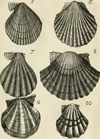 An illustration from Recreatio mentis, et oculi in observatione animalium testaceorum Italico sermone primum proposita ... nunc ... Latine oblata centum additis testaceorum iconibus .. (1684)