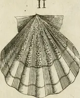 An illustration from Recreatio mentis, et oculi in observatione animalium testaceorum Italico sermone primum proposita ... nunc ... Latine oblata centum additis testaceorum iconibus .. (1684)