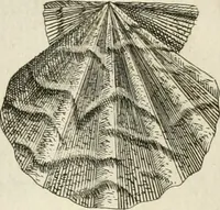 An illustration from Recreatio mentis, et oculi in observatione animalium testaceorum Italico sermone primum proposita ... nunc ... Latine oblata centum additis testaceorum iconibus .. (1684)
