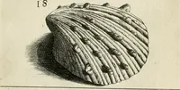 An illustration from Recreatio mentis, et oculi in observatione animalium testaceorum Italico sermone primum proposita ... nunc ... Latine oblata centum additis testaceorum iconibus .. (1684)