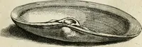 An illustration from Recreatio mentis, et oculi in observatione animalium testaceorum Italico sermone primum proposita ... nunc ... Latine oblata centum additis testaceorum iconibus .. (1684)
