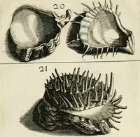 An illustration from Recreatio mentis, et oculi in observatione animalium testaceorum Italico sermone primum proposita ... nunc ... Latine oblata centum additis testaceorum iconibus .. (1684)