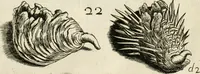 Picture 52 of 366 from Recreatio mentis, et oculi in observatione animalium testaceorum Italico sermone primum proposita ... nunc ... Latine oblata centum additis testaceorum iconibus .. (1684), leaf 341