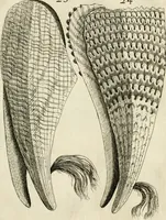 An illustration from Recreatio mentis, et oculi in observatione animalium testaceorum Italico sermone primum proposita ... nunc ... Latine oblata centum additis testaceorum iconibus .. (1684)