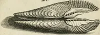 Picture 54 of 366 from Recreatio mentis, et oculi in observatione animalium testaceorum Italico sermone primum proposita ... nunc ... Latine oblata centum additis testaceorum iconibus .. (1684), leaf 345