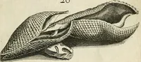 An illustration from Recreatio mentis, et oculi in observatione animalium testaceorum Italico sermone primum proposita ... nunc ... Latine oblata centum additis testaceorum iconibus .. (1684)