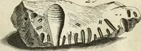 An illustration from Recreatio mentis, et oculi in observatione animalium testaceorum Italico sermone primum proposita ... nunc ... Latine oblata centum additis testaceorum iconibus .. (1684)