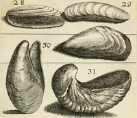 An illustration from Recreatio mentis, et oculi in observatione animalium testaceorum Italico sermone primum proposita ... nunc ... Latine oblata centum additis testaceorum iconibus .. (1684)