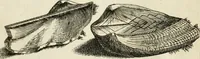 An illustration from Recreatio mentis, et oculi in observatione animalium testaceorum Italico sermone primum proposita ... nunc ... Latine oblata centum additis testaceorum iconibus .. (1684)