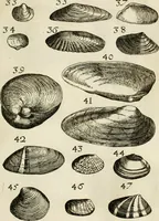 An illustration from Recreatio mentis, et oculi in observatione animalium testaceorum Italico sermone primum proposita ... nunc ... Latine oblata centum additis testaceorum iconibus .. (1684)