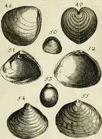 An illustration from Recreatio mentis, et oculi in observatione animalium testaceorum Italico sermone primum proposita ... nunc ... Latine oblata centum additis testaceorum iconibus .. (1684)