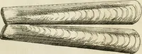 An illustration from Recreatio mentis, et oculi in observatione animalium testaceorum Italico sermone primum proposita ... nunc ... Latine oblata centum additis testaceorum iconibus .. (1684)