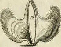 An illustration from Recreatio mentis, et oculi in observatione animalium testaceorum Italico sermone primum proposita ... nunc ... Latine oblata centum additis testaceorum iconibus .. (1684)