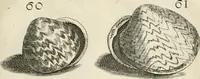 Picture 65 of 366 from Recreatio mentis, et oculi in observatione animalium testaceorum Italico sermone primum proposita ... nunc ... Latine oblata centum additis testaceorum iconibus .. (1684), leaf 357