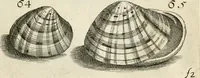 An illustration from Recreatio mentis, et oculi in observatione animalium testaceorum Italico sermone primum proposita ... nunc ... Latine oblata centum additis testaceorum iconibus .. (1684)
