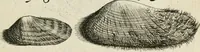 An illustration from Recreatio mentis, et oculi in observatione animalium testaceorum Italico sermone primum proposita ... nunc ... Latine oblata centum additis testaceorum iconibus .. (1684)