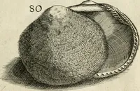 An illustration from Recreatio mentis, et oculi in observatione animalium testaceorum Italico sermone primum proposita ... nunc ... Latine oblata centum additis testaceorum iconibus .. (1684)