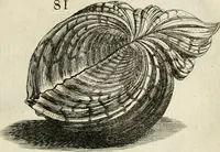 Picture 75 of 366 from Recreatio mentis, et oculi in observatione animalium testaceorum Italico sermone primum proposita ... nunc ... Latine oblata centum additis testaceorum iconibus .. (1684), leaf 363