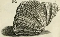 Picture 76 of 366 from Recreatio mentis, et oculi in observatione animalium testaceorum Italico sermone primum proposita ... nunc ... Latine oblata centum additis testaceorum iconibus .. (1684), leaf 363