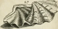 Picture 77 of 366 from Recreatio mentis, et oculi in observatione animalium testaceorum Italico sermone primum proposita ... nunc ... Latine oblata centum additis testaceorum iconibus .. (1684), leaf 367