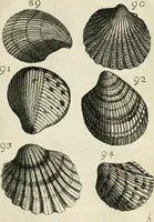An illustration from Recreatio mentis, et oculi in observatione animalium testaceorum Italico sermone primum proposita ... nunc ... Latine oblata centum additis testaceorum iconibus .. (1684)
