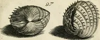 An illustration from Recreatio mentis, et oculi in observatione animalium testaceorum Italico sermone primum proposita ... nunc ... Latine oblata centum additis testaceorum iconibus .. (1684)