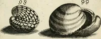An illustration from Recreatio mentis, et oculi in observatione animalium testaceorum Italico sermone primum proposita ... nunc ... Latine oblata centum additis testaceorum iconibus .. (1684)