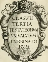 Picture 86 of 366 from Recreatio mentis, et oculi in observatione animalium testaceorum Italico sermone primum proposita ... nunc ... Latine oblata centum additis testaceorum iconibus .. (1684), leaf 375