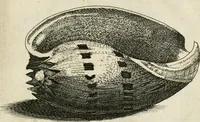 An illustration from Recreatio mentis, et oculi in observatione animalium testaceorum Italico sermone primum proposita ... nunc ... Latine oblata centum additis testaceorum iconibus .. (1684)