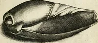 An illustration from Recreatio mentis, et oculi in observatione animalium testaceorum Italico sermone primum proposita ... nunc ... Latine oblata centum additis testaceorum iconibus .. (1684)