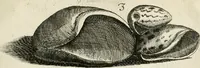 An illustration from Recreatio mentis, et oculi in observatione animalium testaceorum Italico sermone primum proposita ... nunc ... Latine oblata centum additis testaceorum iconibus .. (1684)