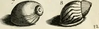 An illustration from Recreatio mentis, et oculi in observatione animalium testaceorum Italico sermone primum proposita ... nunc ... Latine oblata centum additis testaceorum iconibus .. (1684)