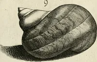 Picture 93 of 366 from Recreatio mentis, et oculi in observatione animalium testaceorum Italico sermone primum proposita ... nunc ... Latine oblata centum additis testaceorum iconibus .. (1684), leaf 381