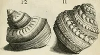 An illustration from Recreatio mentis, et oculi in observatione animalium testaceorum Italico sermone primum proposita ... nunc ... Latine oblata centum additis testaceorum iconibus .. (1684)