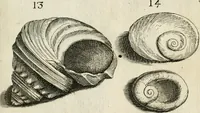 An illustration from Recreatio mentis, et oculi in observatione animalium testaceorum Italico sermone primum proposita ... nunc ... Latine oblata centum additis testaceorum iconibus .. (1684)