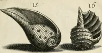 Picture 97 of 366 from Recreatio mentis, et oculi in observatione animalium testaceorum Italico sermone primum proposita ... nunc ... Latine oblata centum additis testaceorum iconibus .. (1684), leaf 385