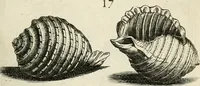 Picture 98 of 366 from Recreatio mentis, et oculi in observatione animalium testaceorum Italico sermone primum proposita ... nunc ... Latine oblata centum additis testaceorum iconibus .. (1684), leaf 385