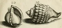 An illustration from Recreatio mentis, et oculi in observatione animalium testaceorum Italico sermone primum proposita ... nunc ... Latine oblata centum additis testaceorum iconibus .. (1684)