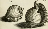 Picture 101 of 366 from Recreatio mentis, et oculi in observatione animalium testaceorum Italico sermone primum proposita ... nunc ... Latine oblata centum additis testaceorum iconibus .. (1684), leaf 387