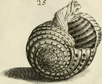 Picture 102 of 366 from Recreatio mentis, et oculi in observatione animalium testaceorum Italico sermone primum proposita ... nunc ... Latine oblata centum additis testaceorum iconibus .. (1684), leaf 389