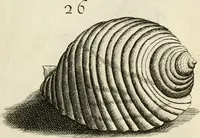 Picture 103 of 366 from Recreatio mentis, et oculi in observatione animalium testaceorum Italico sermone primum proposita ... nunc ... Latine oblata centum additis testaceorum iconibus .. (1684), leaf 389
