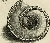 An illustration from Recreatio mentis, et oculi in observatione animalium testaceorum Italico sermone primum proposita ... nunc ... Latine oblata centum additis testaceorum iconibus .. (1684)