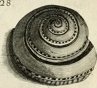 An illustration from Recreatio mentis, et oculi in observatione animalium testaceorum Italico sermone primum proposita ... nunc ... Latine oblata centum additis testaceorum iconibus .. (1684)