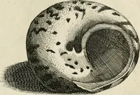 An illustration from Recreatio mentis, et oculi in observatione animalium testaceorum Italico sermone primum proposita ... nunc ... Latine oblata centum additis testaceorum iconibus .. (1684)
