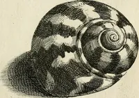 Picture 107 of 366 from Recreatio mentis, et oculi in observatione animalium testaceorum Italico sermone primum proposita ... nunc ... Latine oblata centum additis testaceorum iconibus .. (1684), leaf 393